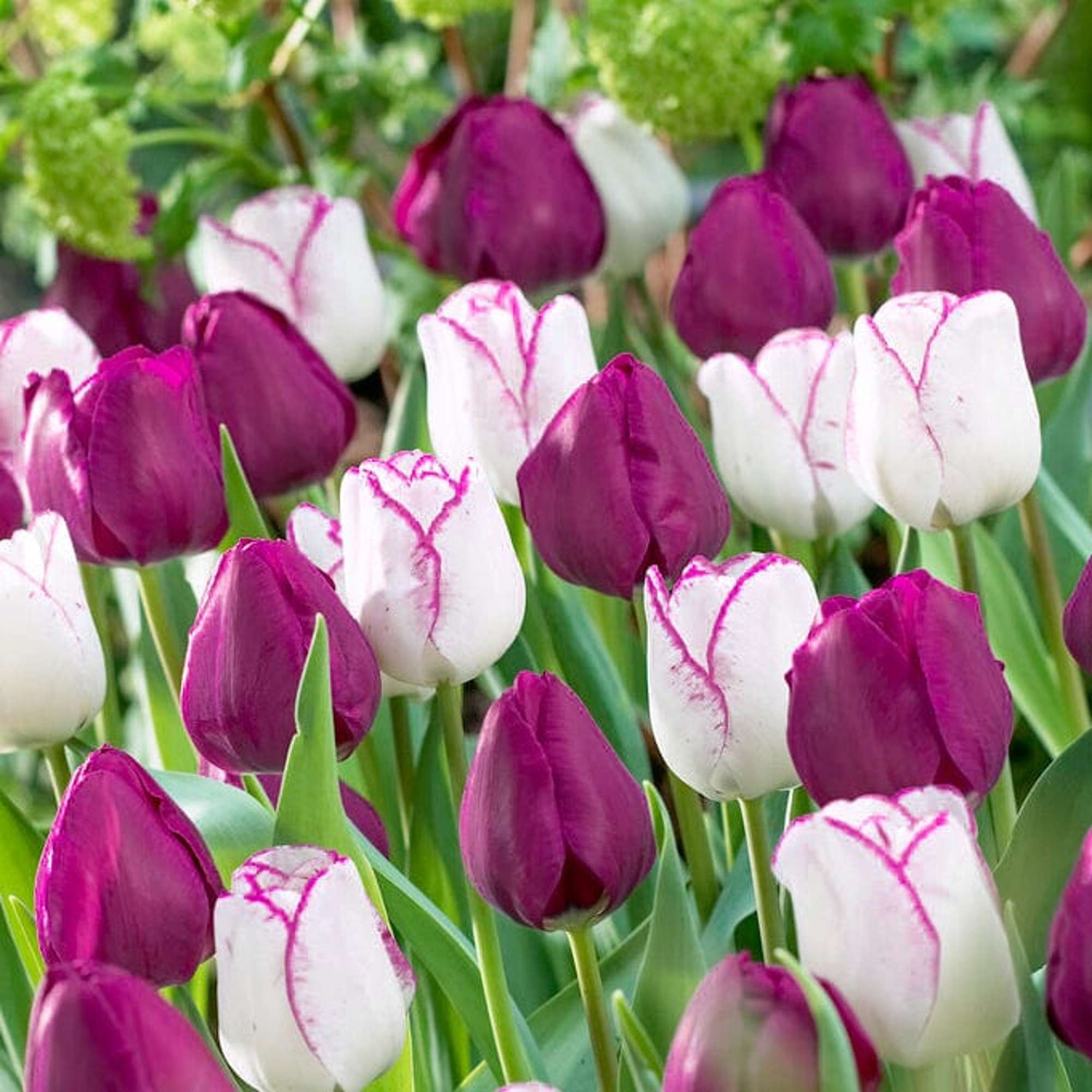 Tulpenmischung 'Ella'